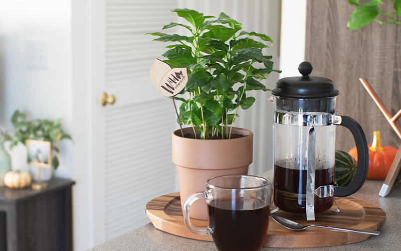 How to Grow Indoor Coffee plants at home.