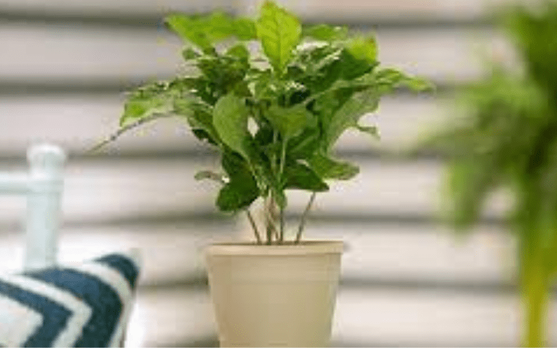 Indoor Coffee Plant. A new edition to your home, office, and cafe.