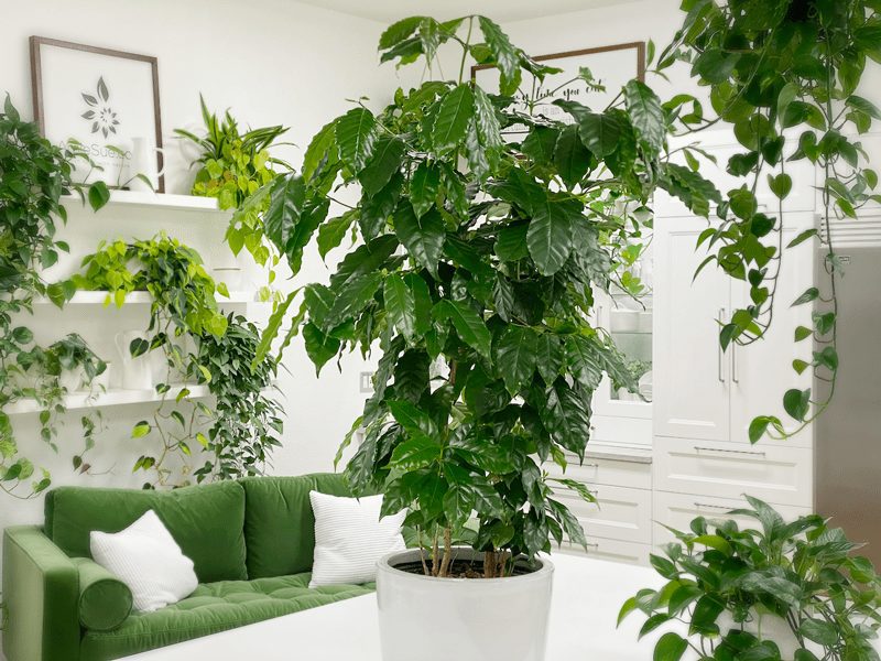 coffee-plant-on-table-in-studio coffee-plant-on-table-in-studio