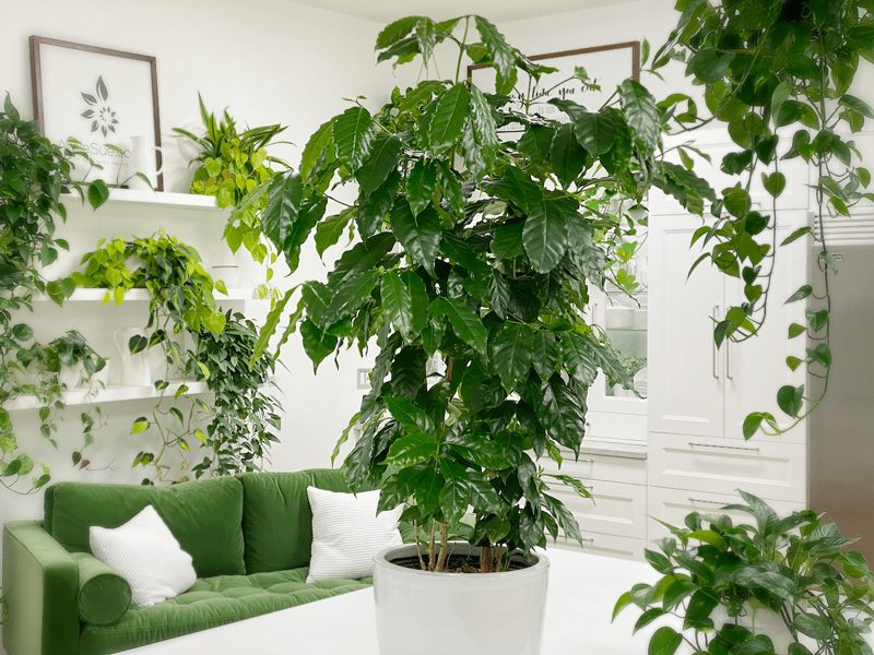 coffee-plant-on-table-in-studio